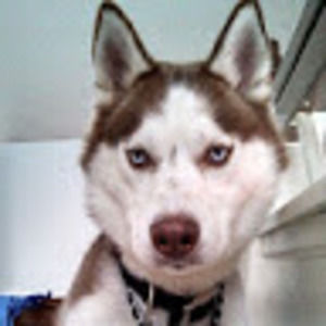 Meet your Posher, Betty